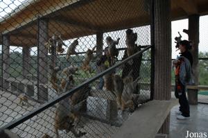 Enclos des macaques rhésus