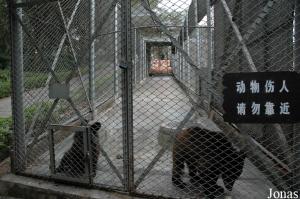 Enclos d'isolement pour jeunes ours bruns