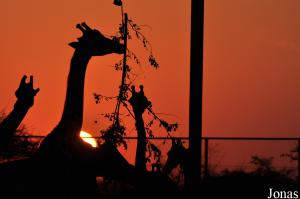 Coucher de soleil sur le groupe de girafes de Nubie