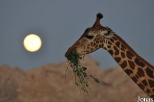 Girafe de Nubie et pleine lune