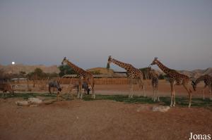 Groupe de girafes de Nubie et quelques herbivores africains