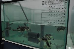 Suivi sanitaire de jeunes tortues marines
