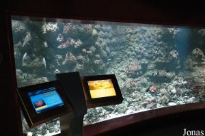 Récif corallien au Sharjah Aquarium
