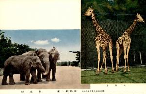 Carte postale