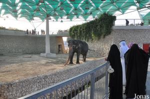 Enclos de l'éléphant asiatique au Doha Zoo