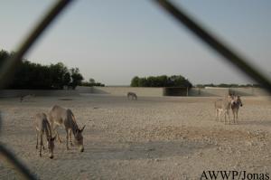 Enclos principal des ânes sauvages de Somalie
