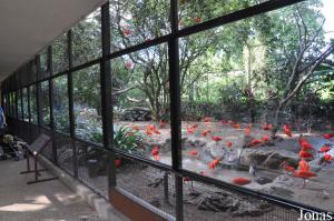 Volière des ibis rouges