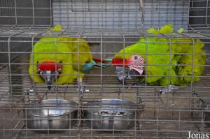 Couple d'aras de Buffon (Ara ambiguus)