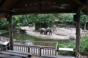 Enclos principal des éléphants d'Asie
