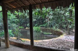 Enclos des faux-gavials de Malaisie