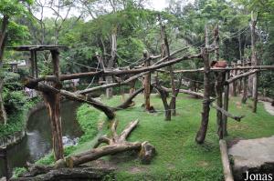 Un des enclos des orangs-outans