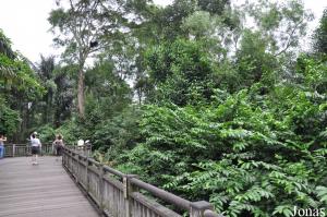Treetops Trail, installation à propos de la canopée avec siamangs, faux-gavials, traguls...