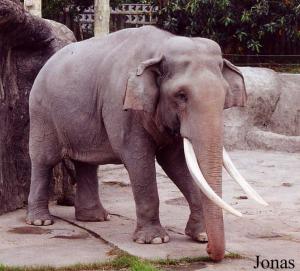 Éléphant asiatique mâle nommé Lin Wang