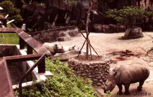 Enclos des rhinocéros blancs