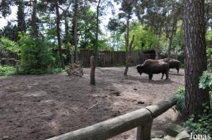 Enclos des bisons des bois