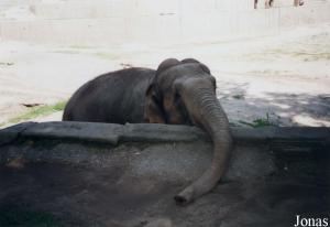 Kiri, éléphante asiatique