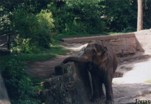 Enclos des éléphants