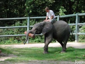 Jeune éléphant d'Afrique et son soigneur