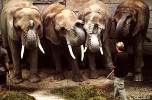 Jumbo, Drumbo, Tonga et Sabi, éléphantes d'Afrique
