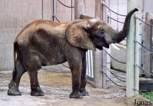 Pambo, éléphant mâle