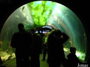 Tunnel de verre dans l'aquarium