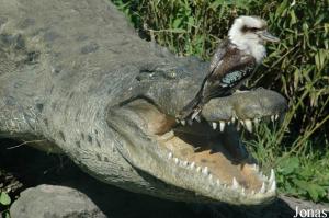 Crocodile (statue) et martin-chasseur géant