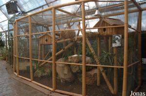 Cage des tamarins pinchés
