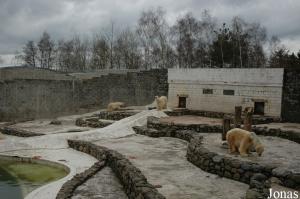 Enclos des ours polaires