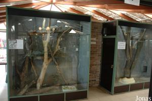 Terrariums des pythons molures et des iguanes verts