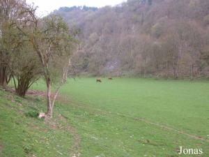 Enclos des pottoks et des boeufs Highland