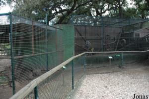Cages des macaques rhésus et des babouins