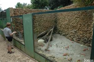 Cage des porcs-épics