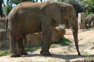 Nico, jeune éléphant mâle