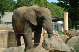 Nico, éléphant mâle de dix ans
