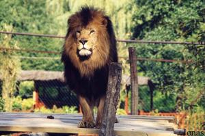 Bougli, lion élevé au biberon en 1988, décédé en juin 2006