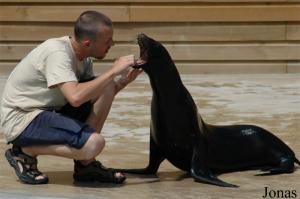 Présentation du medical training avec un lion de mer de Californie femelle