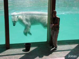 Animation chez les ours polaires