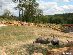 Enclos principal des rhinocéros blancs