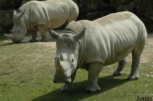 Manzi et Tswaane, rhinocéros blancs femelles