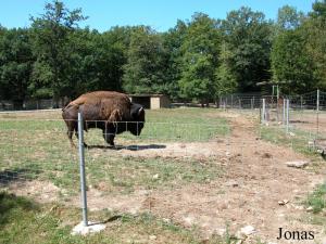 Enclos du bison américain