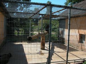 Cage des léopards