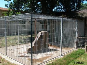 Cage des pumas