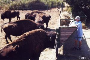 Enclos des bisons américains