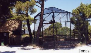 Cage des chimpanzés