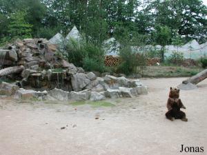 Enclos des ours