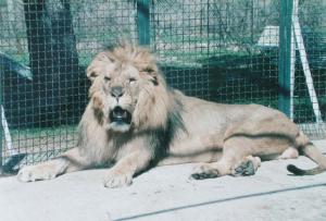 Lion au Zoo Pierre Gallifet