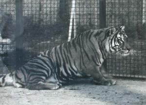 Tigre au Zoo Pierre Gallifet
