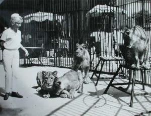 Madame Saint-Martin et les quatre lionceaux au Zoo de Marseille