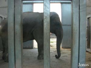 Birma, éléphante asiatique, dans son pavillon intérieure
