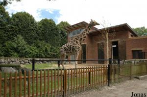 Installation des girafes
